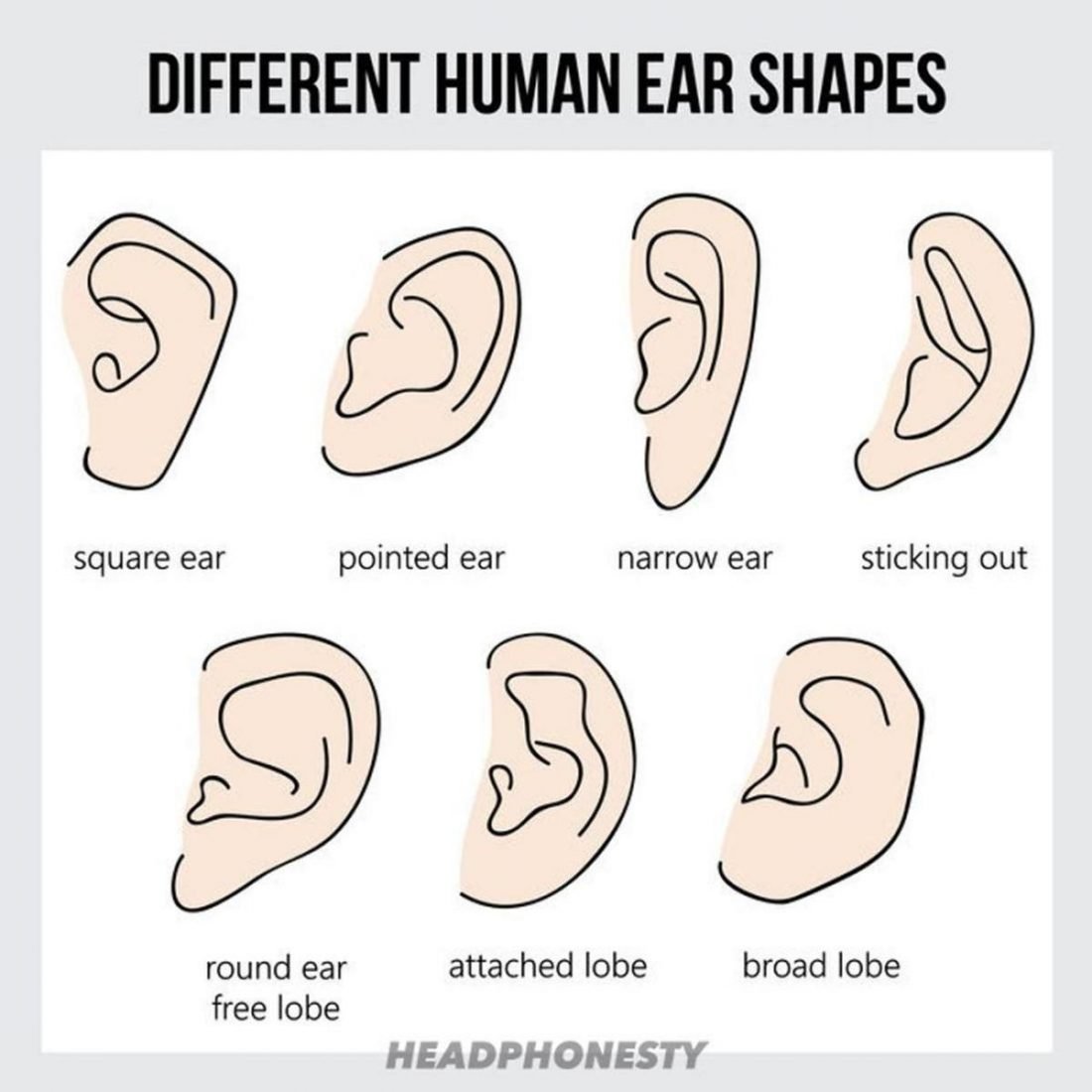 Oreja cuadrada, oreja puntiaguda, oreja estrecha, oreja sobresaliente, lóbulo libre de la oreja, lóbulo unido y lóbulo ancho (De: 123rf)