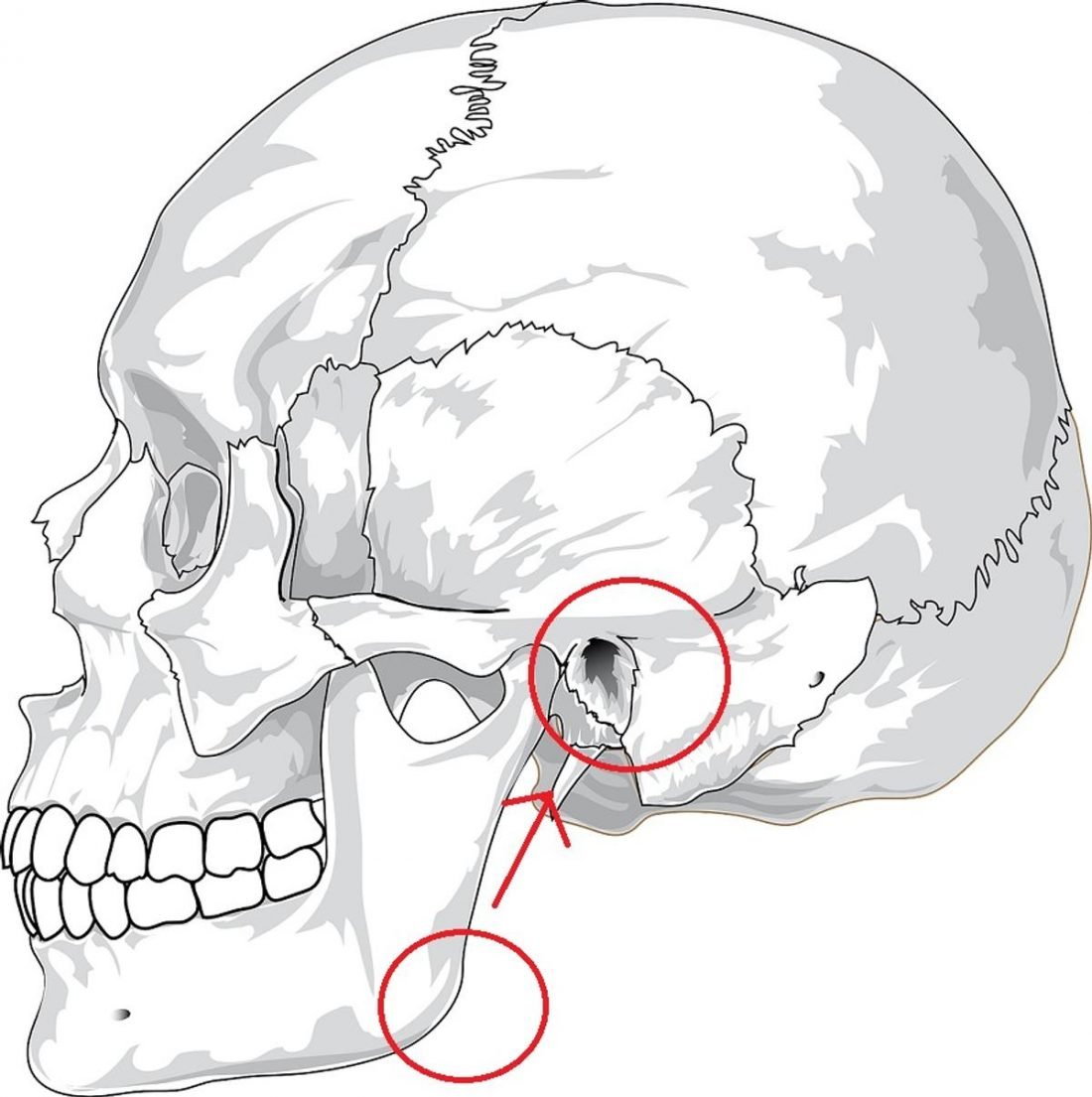 Ilustración anatómica de la distancia entre la oreja y la mandíbula (De Pixabay)