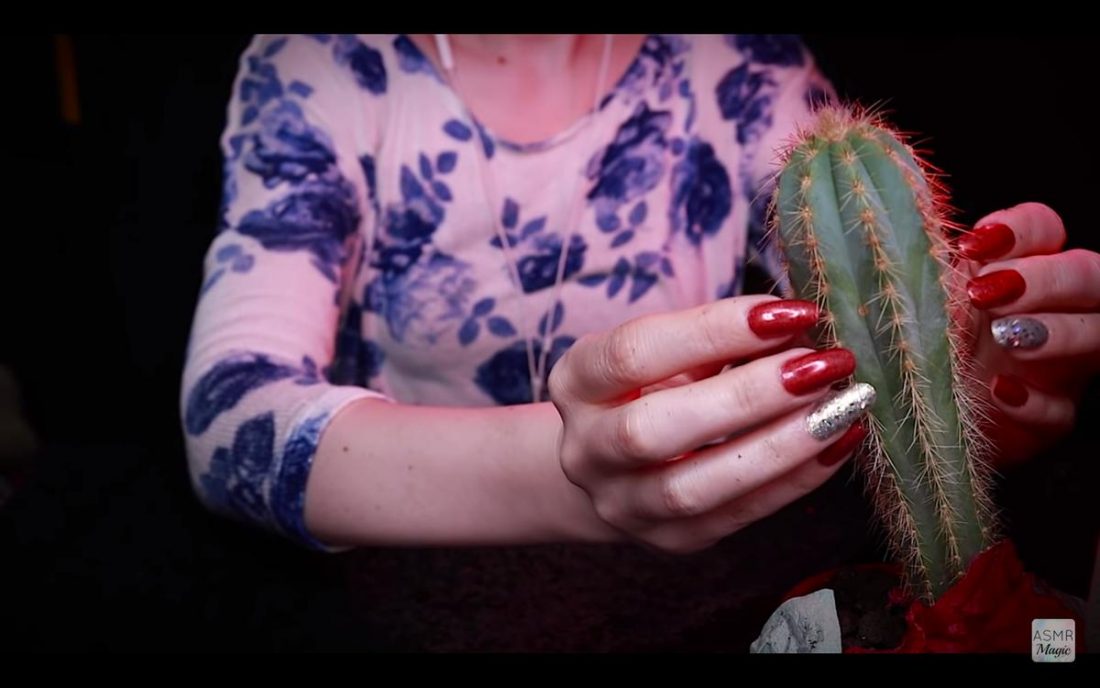 Vídeo de ASMR Magic sobre sonidos crujientes, incluido un cactus único que suena como el agua (De YouTube.com)