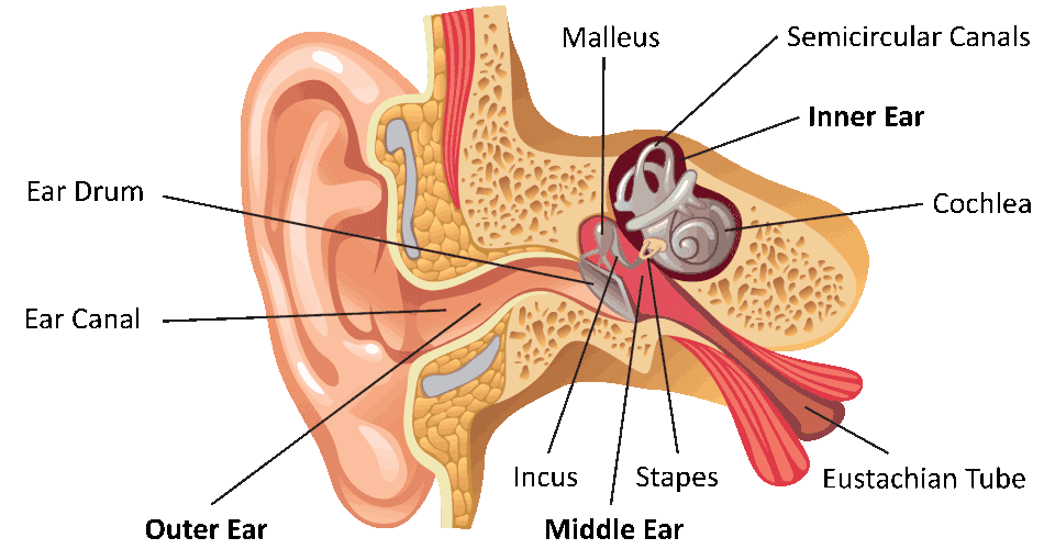partes del oído humano